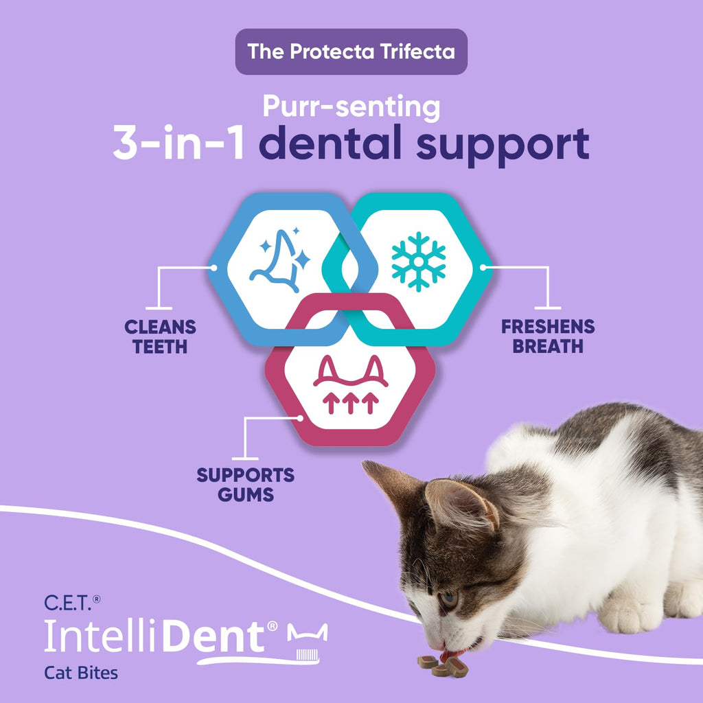 Cat Dental Care F97372