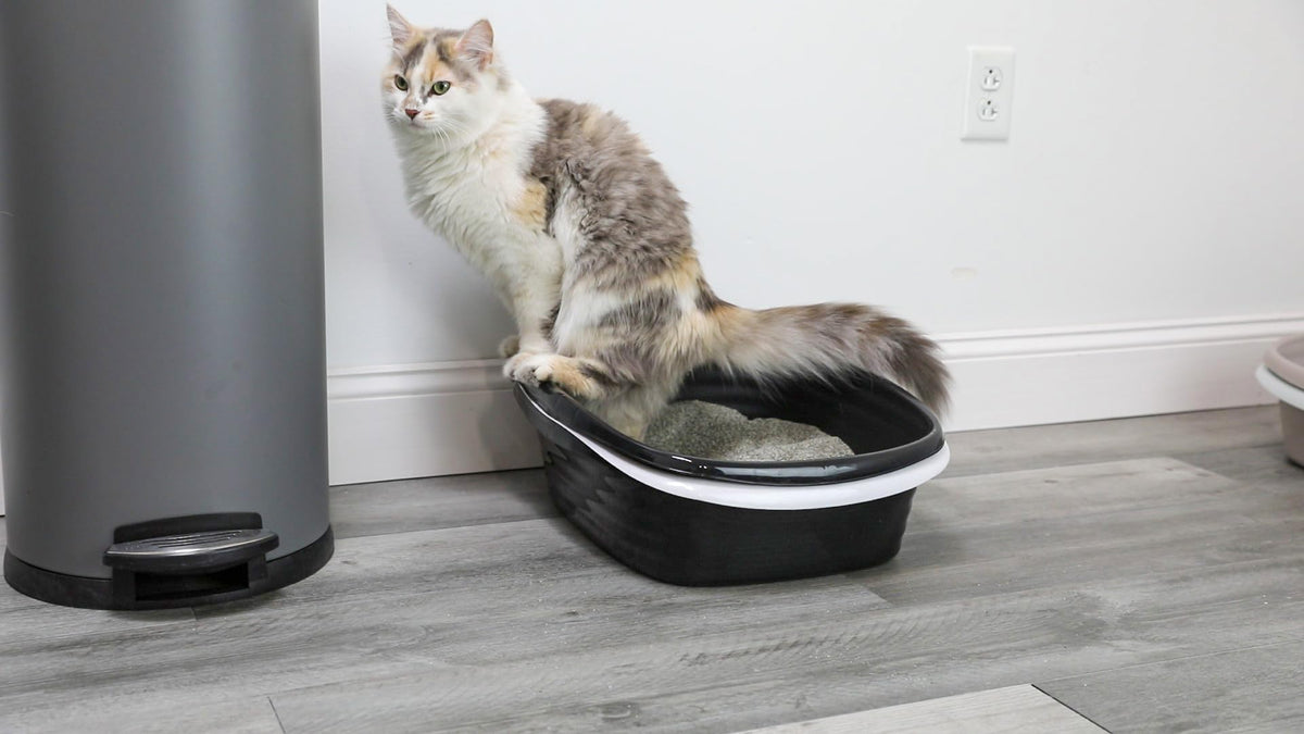 Large Sifting Cat Litter Box B39830