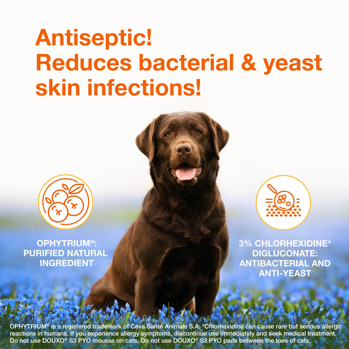 Medicated Dog Shampoo with 3% Chlorhexidine 6.7 fl oz E169