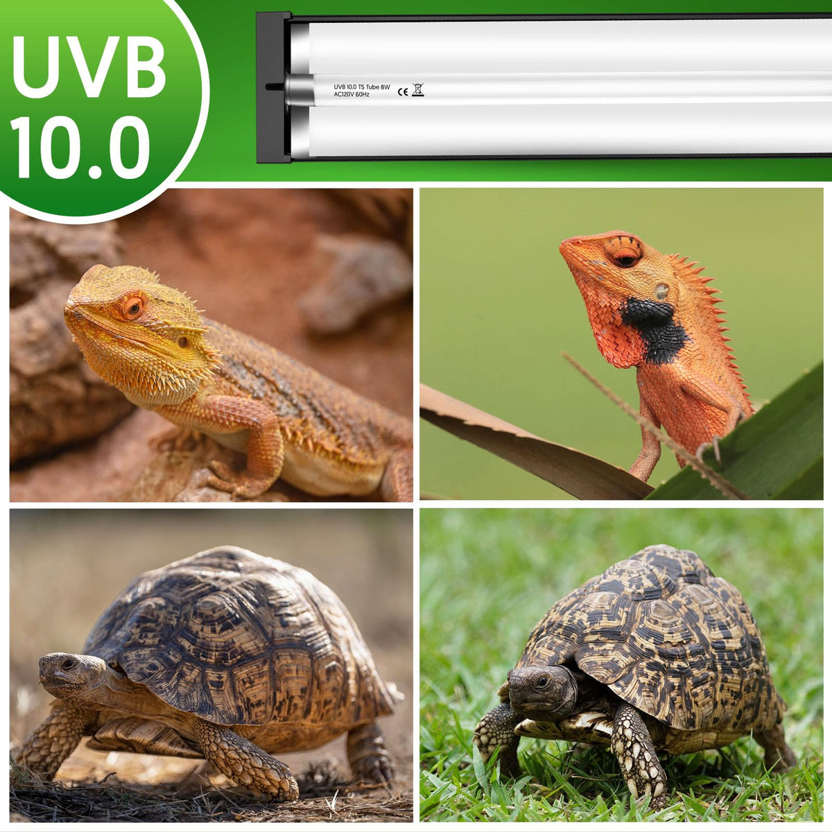 8W UVB Reptile Light Fixture Combo Kit P4110