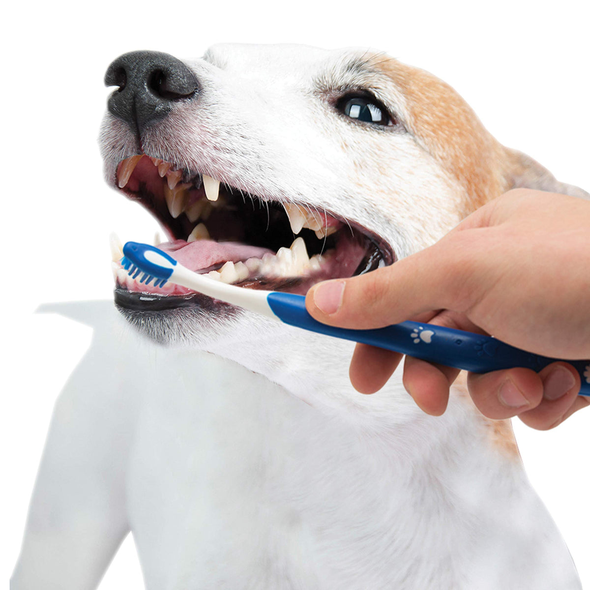 Puppy Dental Kit 3 Count I199